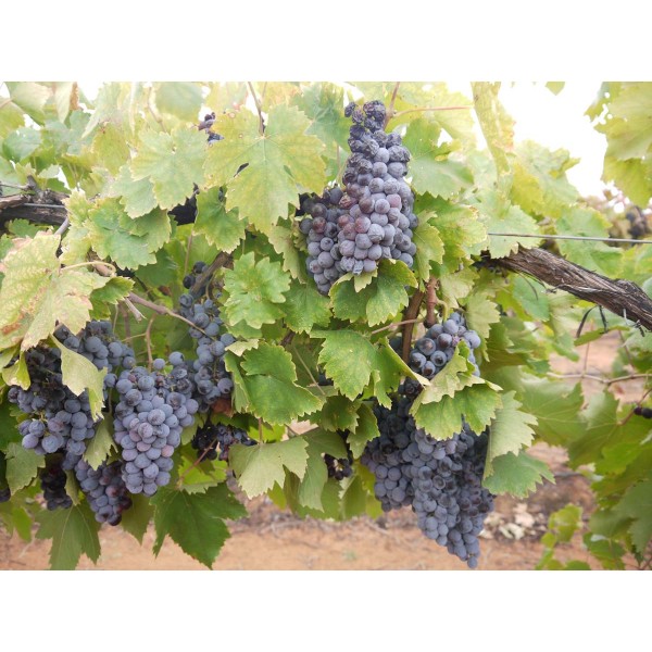 Sangiovese 2 Field