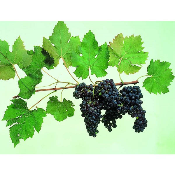 Sangiovese Studio