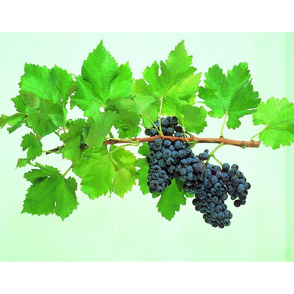 Grenache Studio