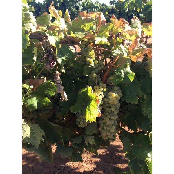 Furmint 1 Field