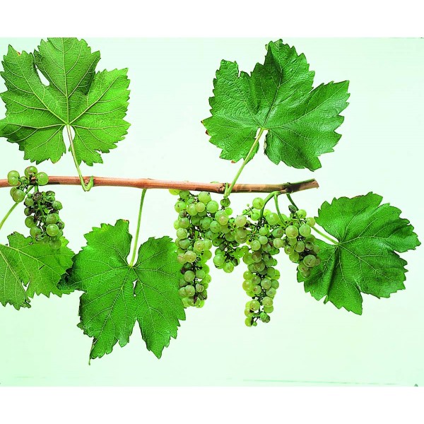 Furmint Studio