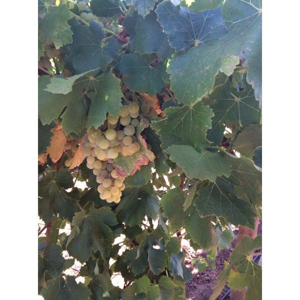 Fuji Muscat 1 Field