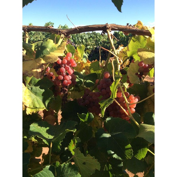 Suffolk Red 2 Field