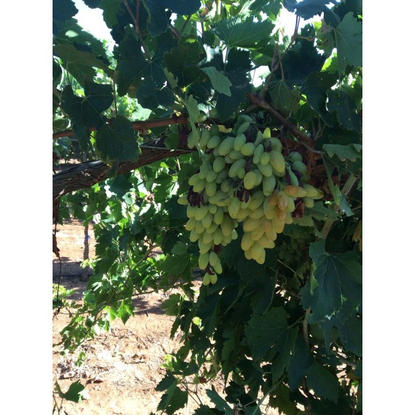 Santa Paula 1 Field