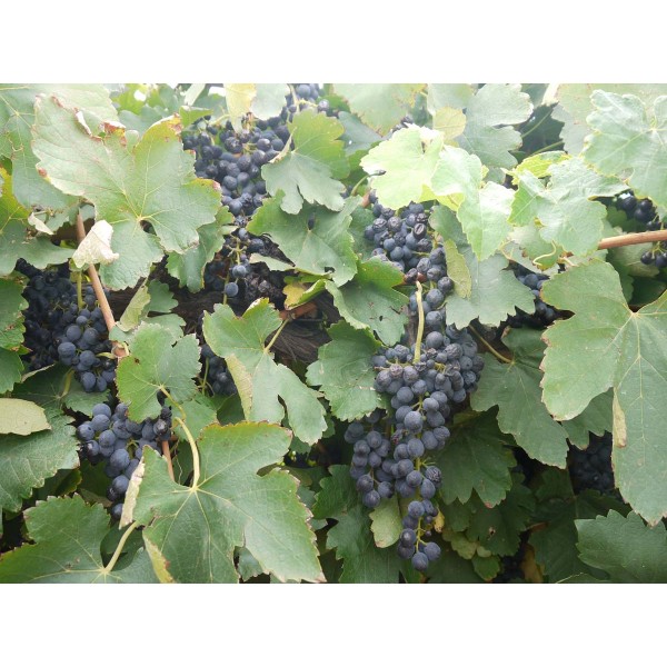 Shiraz 1 Field