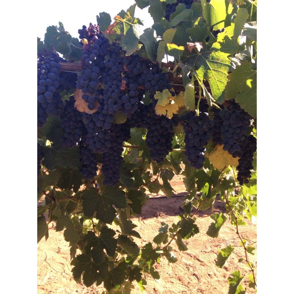 Shiraz 2 Field