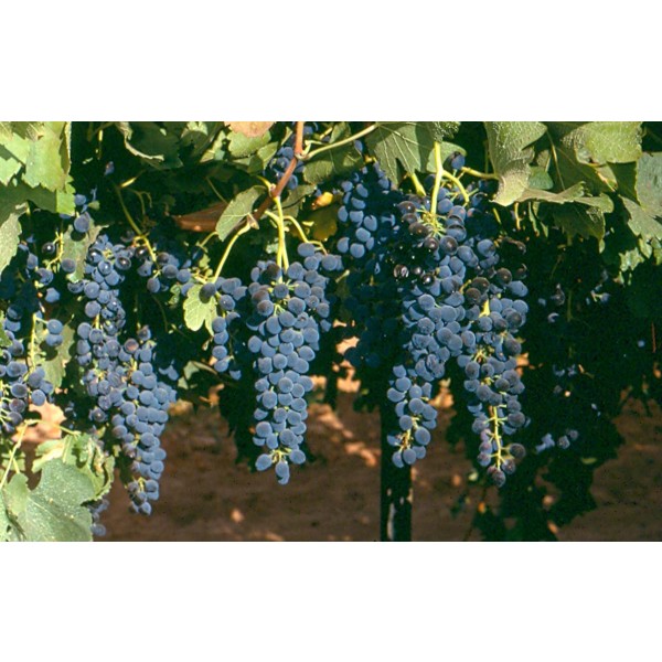 Shiraz Studio Field