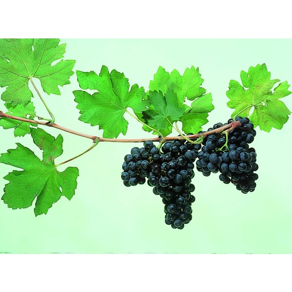 Zinfandel Studio 1