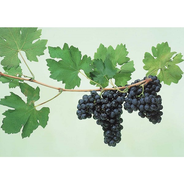Zinfandel Studio