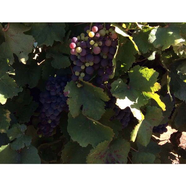 Dolcetto 1 Field