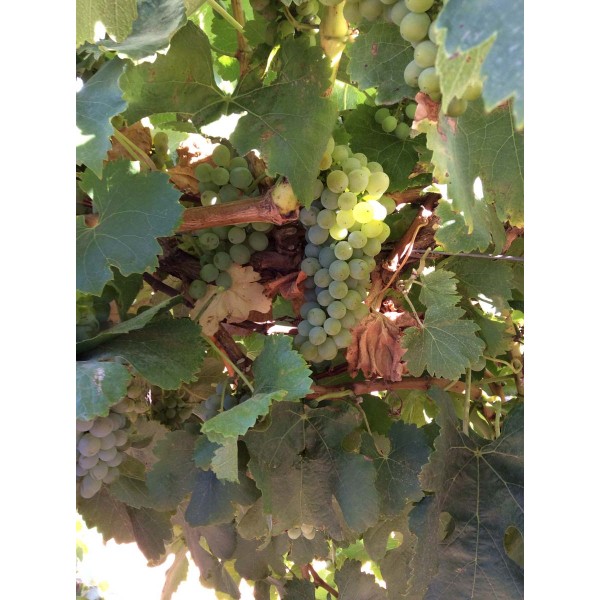 Fiano 1 Field