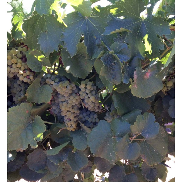Godello 1 Field