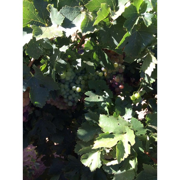 Grec Rose 1 Field