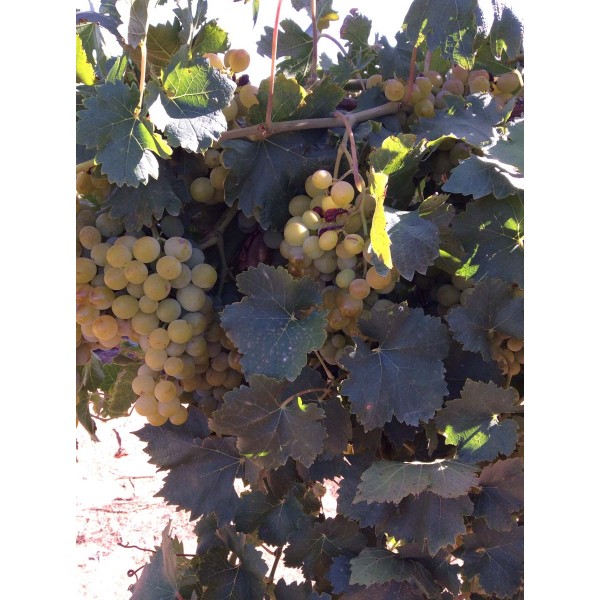 July Muscat 1 Field