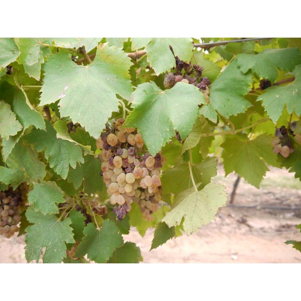 Luglienga 1 Field