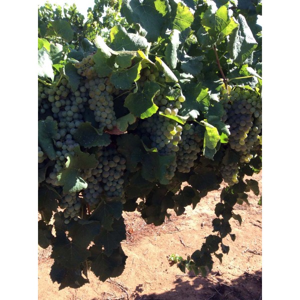 Mauzac 1 Field