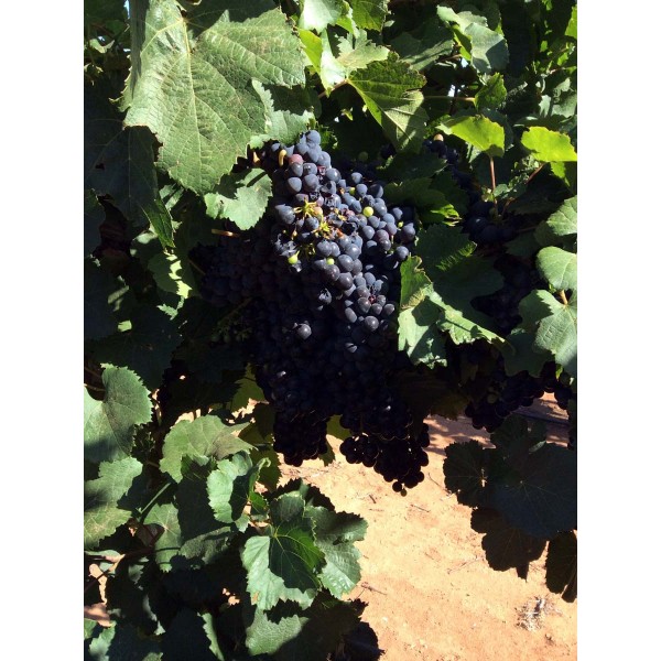 Malbec 1 Field