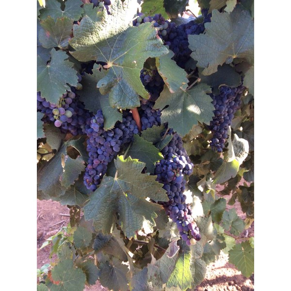 Monastrell 1 Field