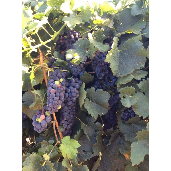 Merlot 1 Field