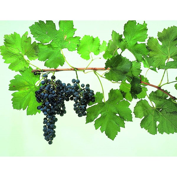 Merlot Studio