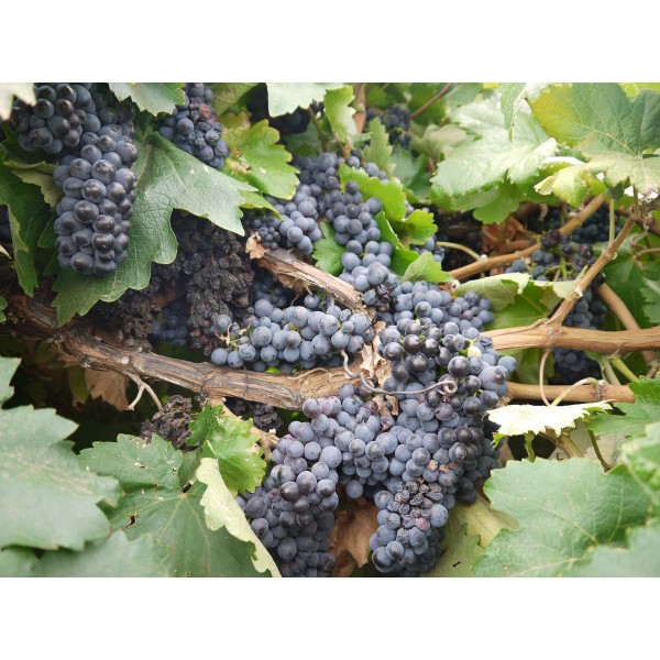 Negro Amaro 1 Field