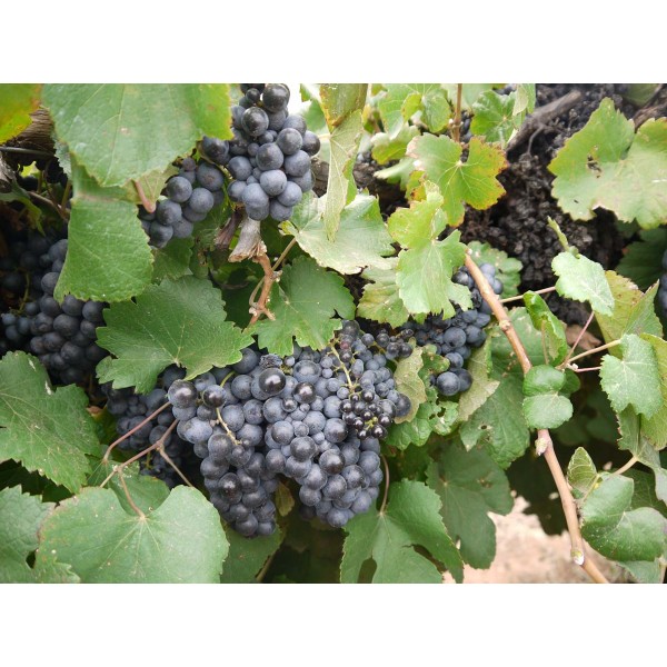 Negrette 1 Field