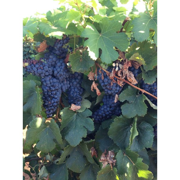 Negrette 2 Field