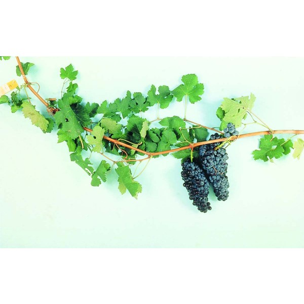 Nebbiolo Studio