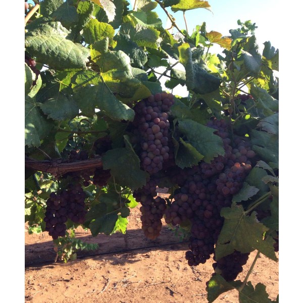 Pinot Gris 1 Field