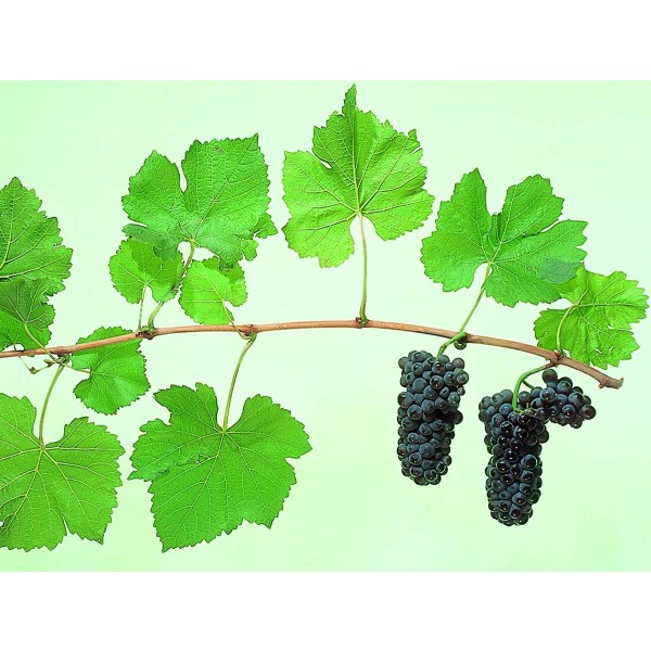 Pinot Gris Studio