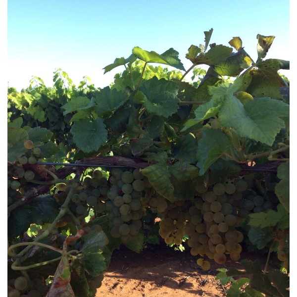Pinot Blanc 1 Field