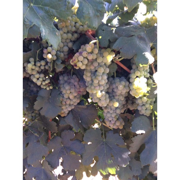 Roussanne 1 Field