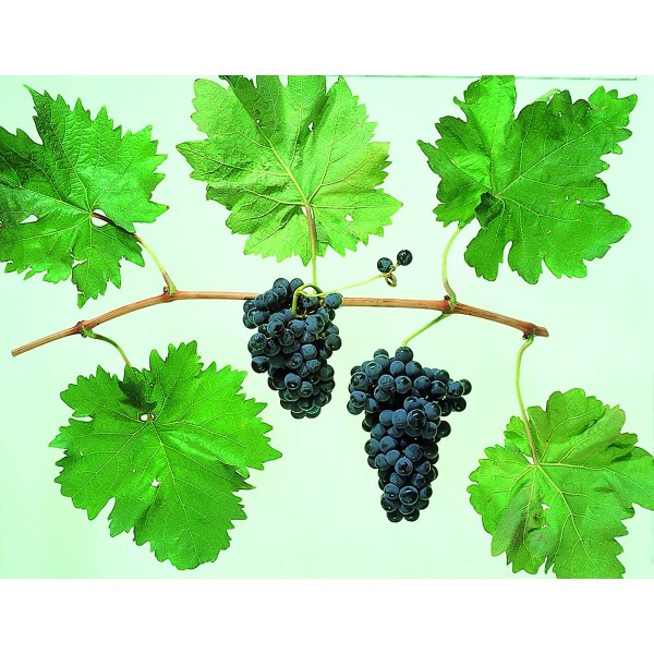 Tempranillo Studio