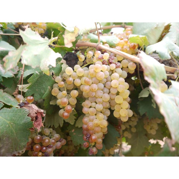 Vermintino 1 Field